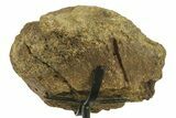 Fossil Hadrosaur Limb Bone Section w/ Metal Stand - South Dakota #383202-2